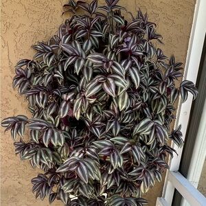 6 Beautiful Striped Tradescantia cuttings 💜 easily roots in water and in soil.